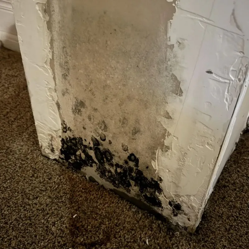 Professional Mold Removal in Cuyahoga County, OH